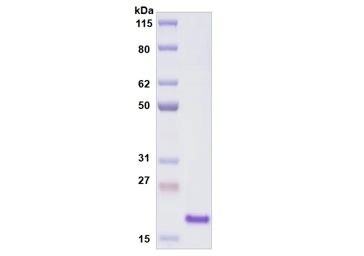 Recombinant Human Siglec-9, His Tag -50 ug